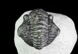 Bargain, Gerastos Trilobite Fossil - Morocco #69114-5